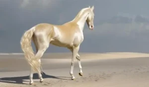 Read more about the article Meet the rare creature that people are calling ‘the most beautiful horse in the world’