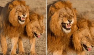 Read more about the article A pair of lions is captured on camera laughing in Masai Mara National Park, Kenya