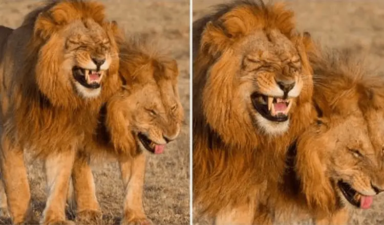 You are currently viewing A pair of lions is captured on camera laughing in Masai Mara National Park, Kenya