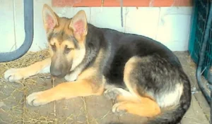 Read more about the article After 2,381 days of rejection, a sad shelter dog confines itself to a lonely corner