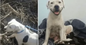 Read more about the article Animal shelter writes emotional letter to owner who abandoned pregnant dog