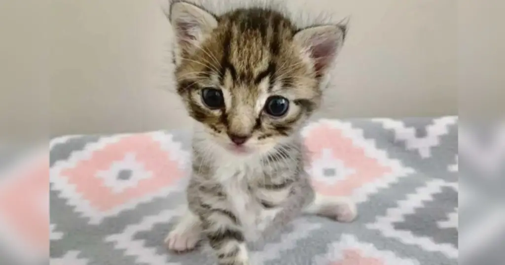 You are currently viewing Woman Finds Injured Cat and Decides to Love Him Like No One Ever Has