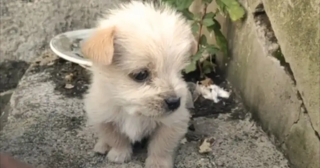 You are currently viewing Abandoned Puppy in the Cold is Taken in by an Angel and Kisses Their Hands