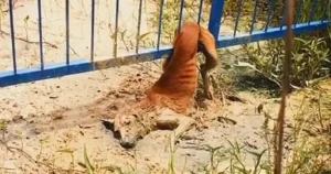 Read more about the article Rescue Finds Dog Stuck in Fence While Shedding Tears and Unable to Move