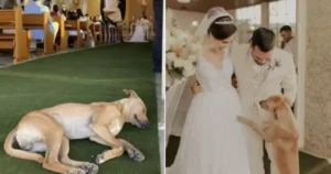 Read more about the article Injured Stray Puppy Crashes Ceremony and Gets Adopted by Newlyweds