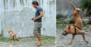 Read more about the article Man Adopts Disabled Dog and Teaches Him to Walk on Just 2 Legs