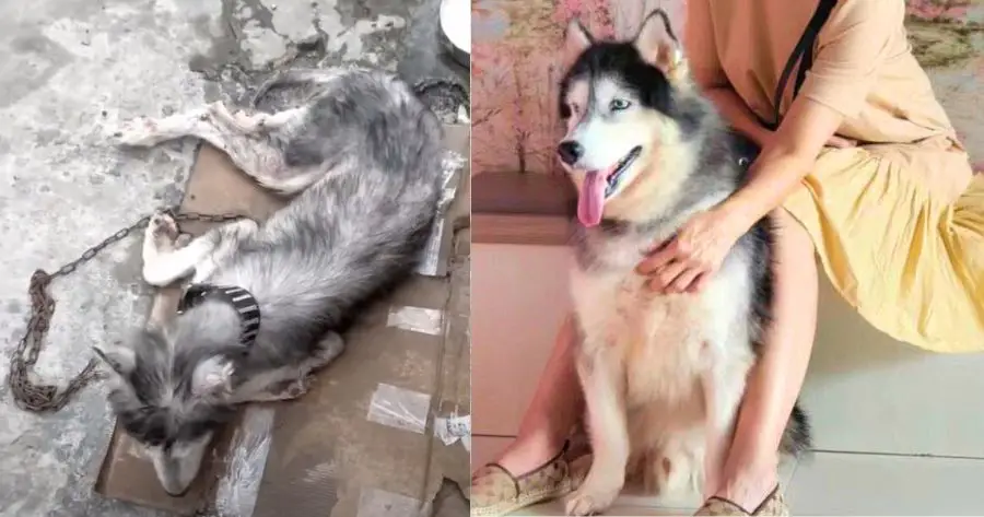 You are currently viewing Dog Undergoes Miraculous Transformation After Cruel Abandonment