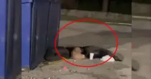 Read more about the article Hungry Puppy Lived Next to a Trash Can for a Long Time Before Being Rescued