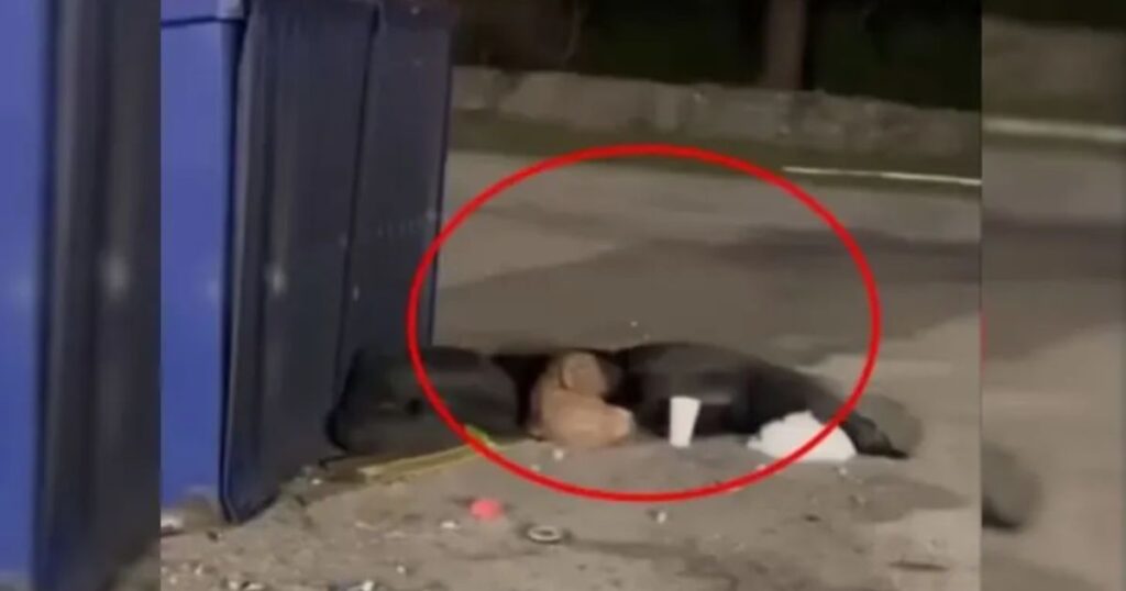 You are currently viewing Hungry Puppy Lived Next to a Trash Can for a Long Time Before Being Rescued