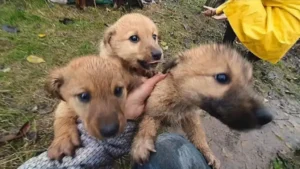 Read more about the article Puppies Beg the Woman to Save Them and She Has No Choice But to Take Them In