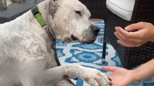 Read more about the article Dog Found Next to Deceased Owner Learns to Love Again in New Home