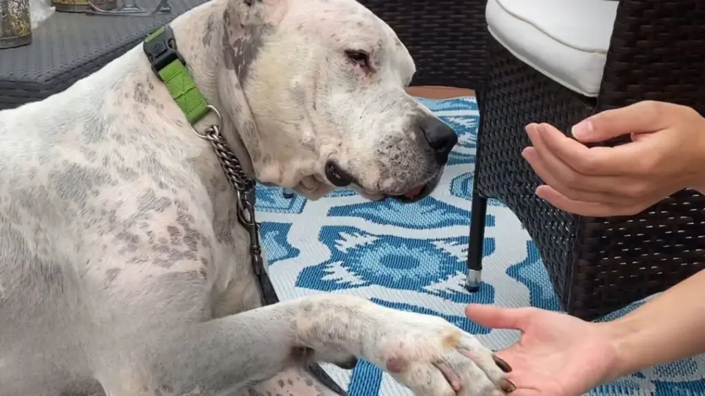 You are currently viewing Dog Found Next to Deceased Owner Learns to Love Again in New Home