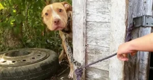 Read more about the article Abandoned and chained puppy can’t contain emotion when rescued