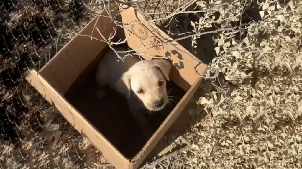 You are currently viewing Volunteers Find Puppy Crying, Separated from Mother and Thrown on Train Tracks