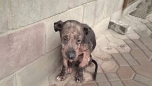 Read more about the article After being abused, a dog is rescued and finally finds the strength to walk