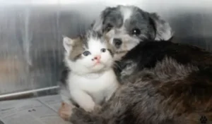 Read more about the article Street Puppy Risks It All to Save ‘Crying’ Kitten in Need of a Mother