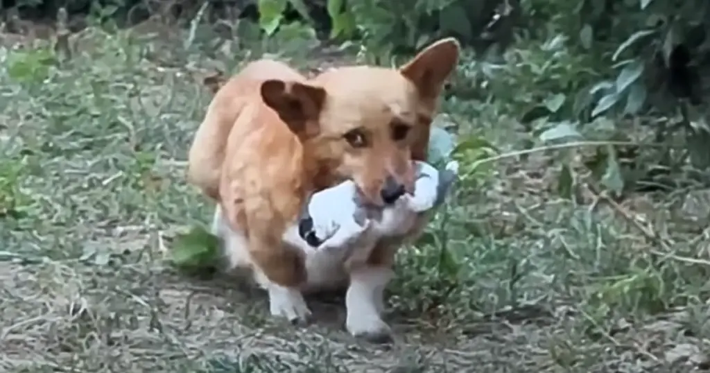 You are currently viewing A mother dog takes her puppy to a man begging for help