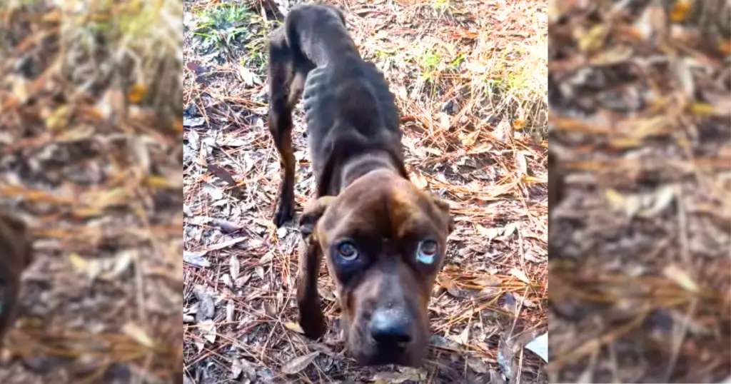 You are currently viewing Precious Puppy with Sad Eyes Rescued from Heartless Owner