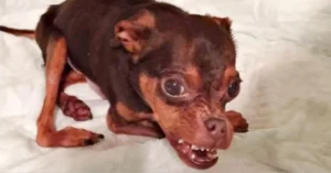 Read more about the article Deformed Puppy Is Ignored Because Adopters Find Him Horrible