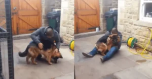 Read more about the article German Shepherd Yells and Falls into the Arms of His Owner After Months Apart