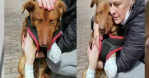 Read more about the article This stray dog cried for a long time until a man finally helped him