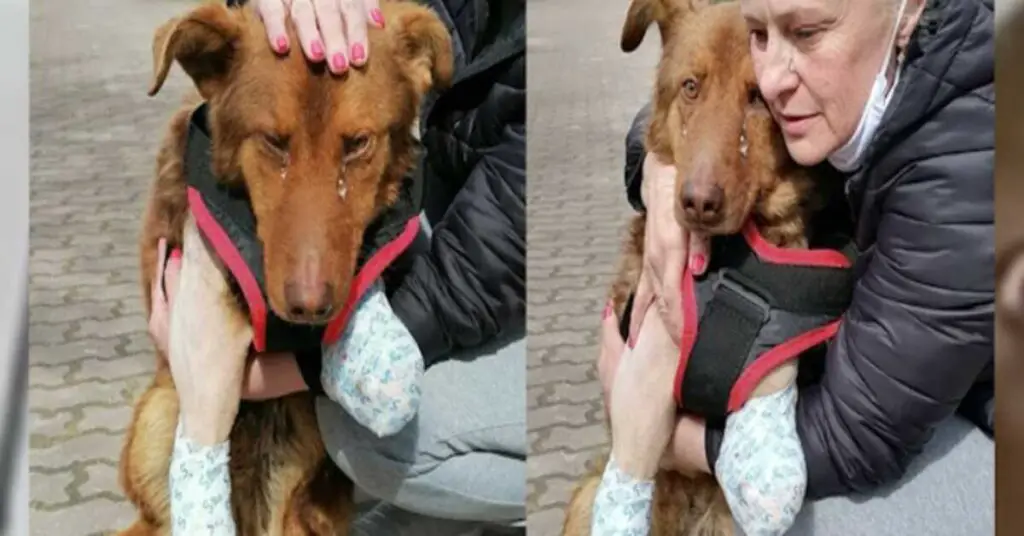 You are currently viewing This stray dog cried for a long time until a man finally helped him