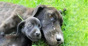 Read more about the article Exhausted Female Dog Found Crying Because She Can’t Take Care of Her Puppies