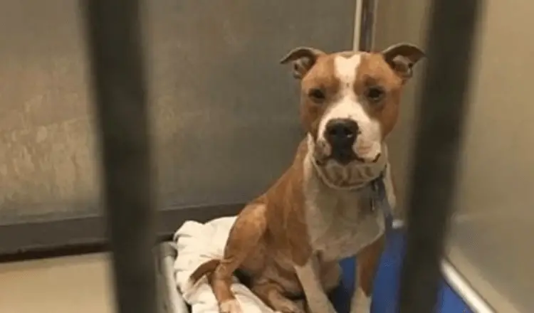 You are currently viewing Woman Adopts Sad Pitbull and the Dog Can’t Stop Hugging Her