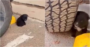 Read more about the article Puppy Sleeping in Parking Lot Asks Customers to Take Him to a Warm Place