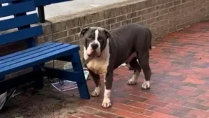 Read more about the article Abandoned Puppy Left Tied to Bench Waiting for Someone to Notice Him