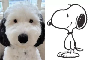 Read more about the article Unbelievable! Meet the Real-Life Snoopy, a Dog Identical to the Cartoon