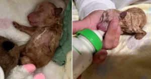 Read more about the article Deformed Puppy, Rejected by Mother, Transforms and Becomes Incredibly Beautiful