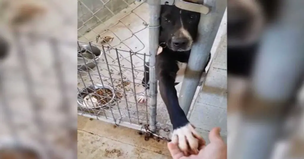 You are currently viewing Puppy Extends Paw, Pleading to Be Adopted, to Everyone Who Passes by Him at Shelter