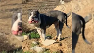 Read more about the article After Saving Dog with “Swollen Face”, Man Realizes There Was Something Wrong with Him