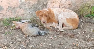 Read more about the article Mother dog begs for help next to her puppy until she gets assistance