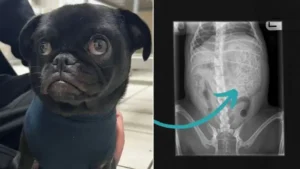 Read more about the article When Taking Sick Dog to the Vet, Woman is Shocked by What Was Found on the X-Ray