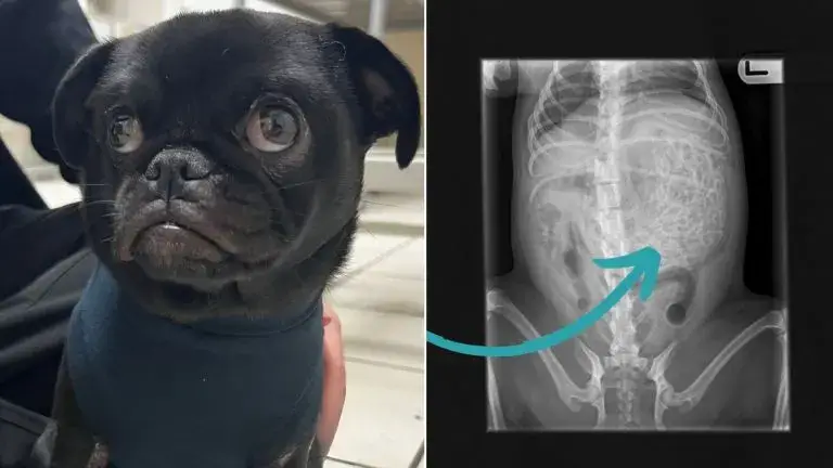 You are currently viewing When Taking Sick Dog to the Vet, Woman is Shocked by What Was Found on the X-Ray