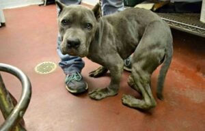 Read more about the article Sad and scared pitbull, who was kept in a tight cage for 2 years, now has a deformed body.