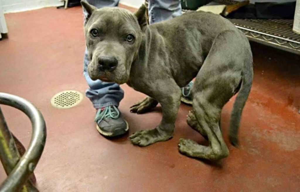 You are currently viewing Sad and scared pitbull, who was kept in a tight cage for 2 years, now has a deformed body.