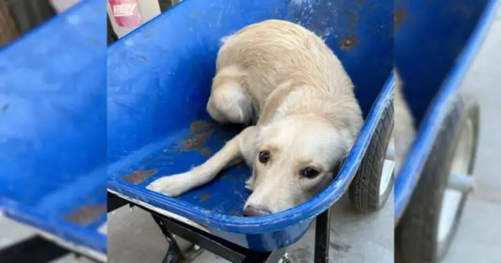 You are currently viewing Mischievous Dog Being Taken in a Wheelbarrow to be Sacrificed, is Rescued and Given a Second Chance