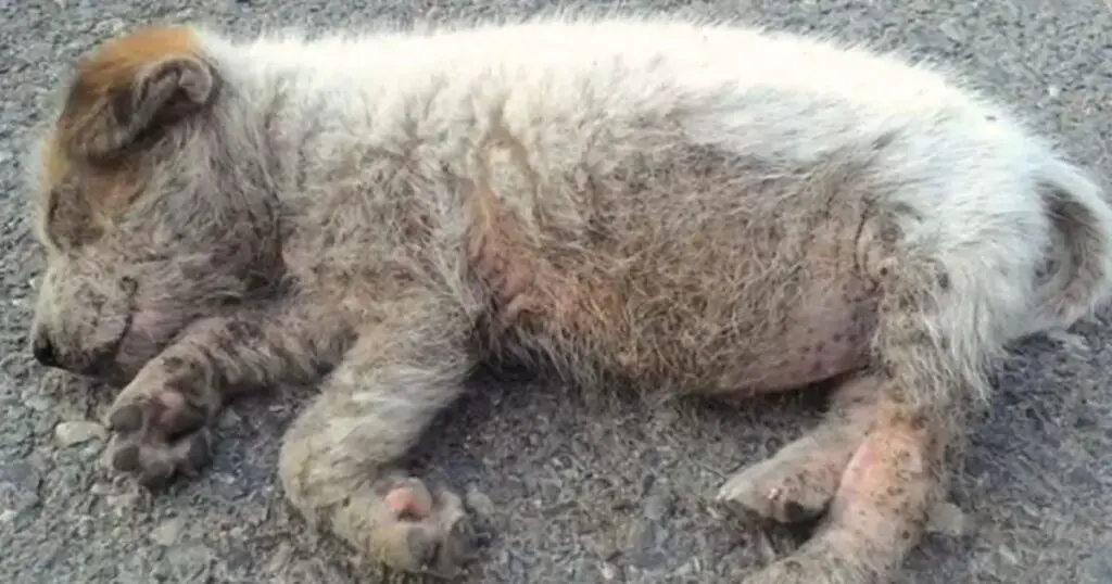 You are currently viewing Abandoned Puppy Sleeping in the Middle of Nowhere Finally Gets Help