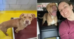 Read more about the article This Little Dog Had The Cutest Reaction When He Realized He Was Leaving The Shelter