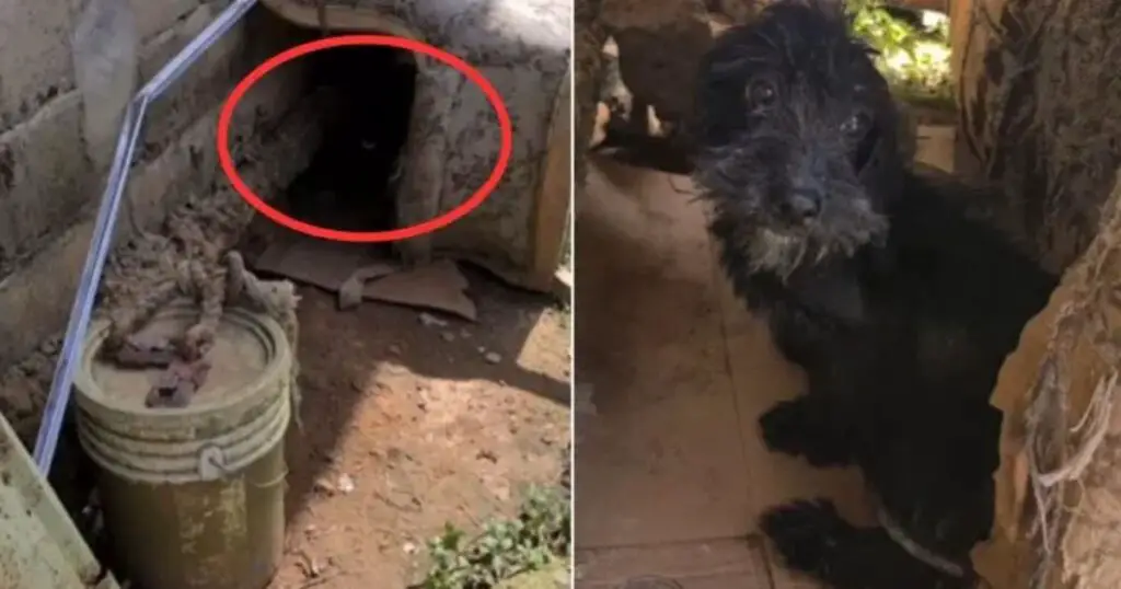 You are currently viewing Dog Suffered His Whole Life Isolated, Chained to an Old Couch