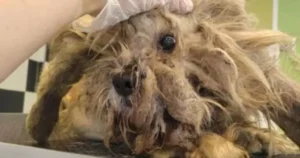 Read more about the article This poor little dog was forgotten for years before being rescued