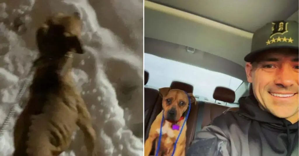 You are currently viewing Police Officer Rescues Dog Tied Up and Abandoned, Nearly Freezing in the Cold