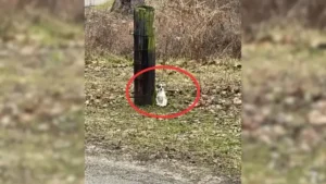 Read more about the article Driver Gets Sad When Looking Out the Window and Noticing a Small Creature Tied to a Tree