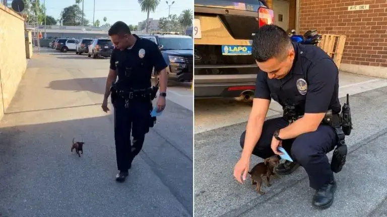 You are currently viewing Police Officer Rescues Incredibly Tiny and Helpless Dog on the Street