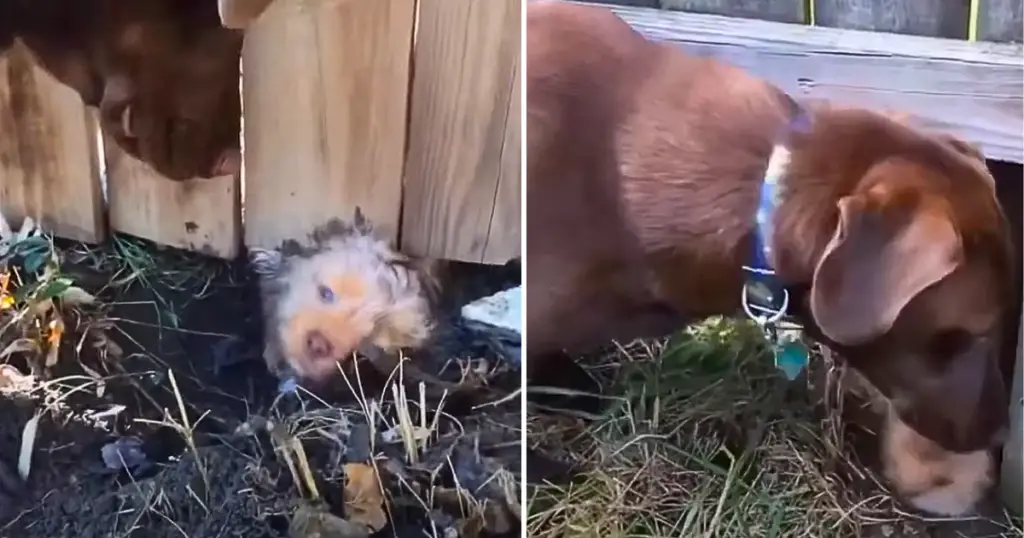 You are currently viewing Smart Puppy Digs Tunnel Under Fence and Invites “Neighbor” to Play