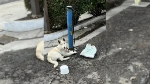 Read more about the article Beautiful White Dog Stayed Tied to a Pole for Days Until Good-hearted People Saved Him