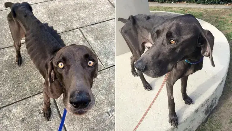 You are currently viewing Emaciated Puppy Eating Branches and Rocks to Survive Finally Rescued